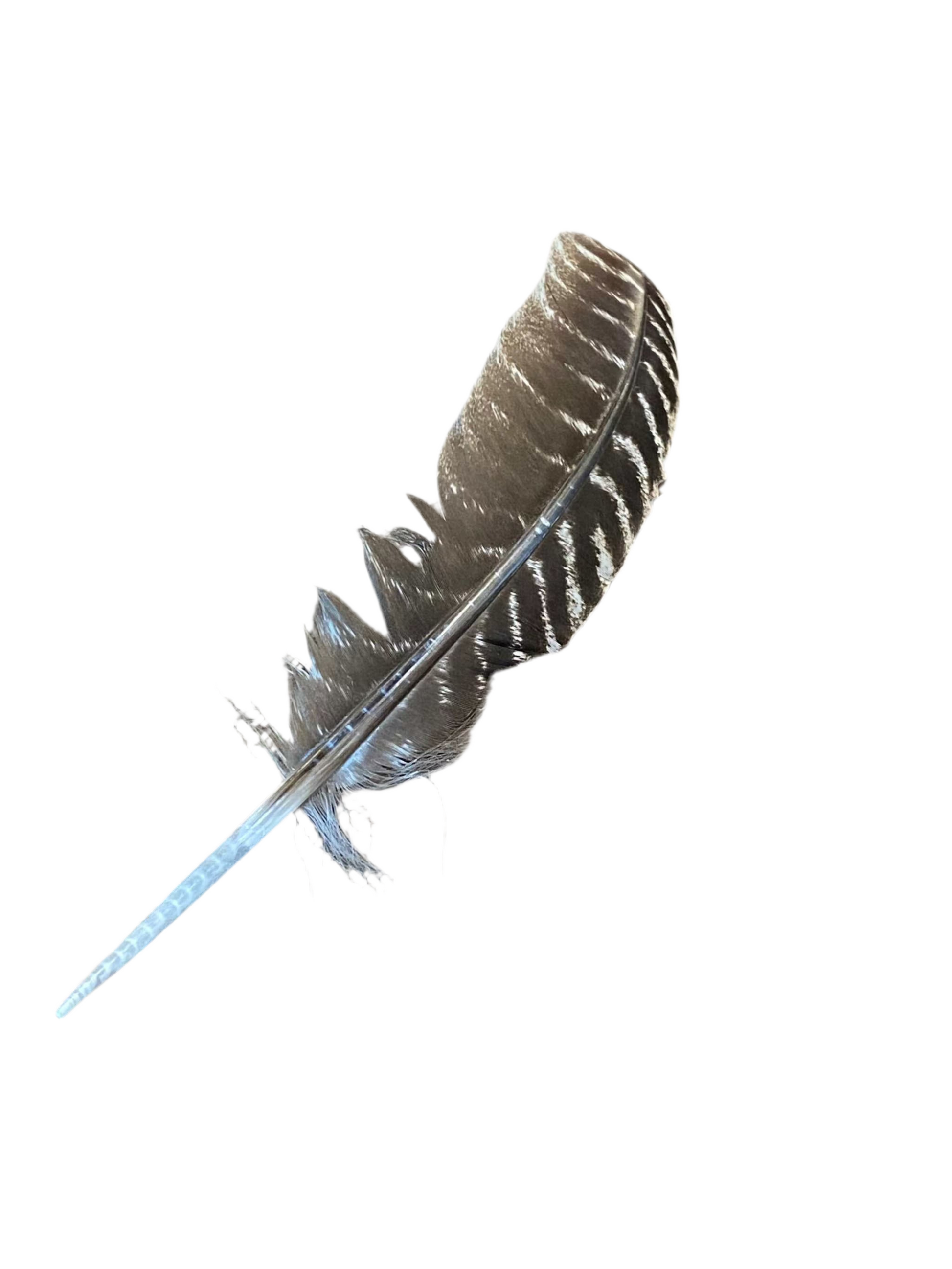 Wild Turkey Feather