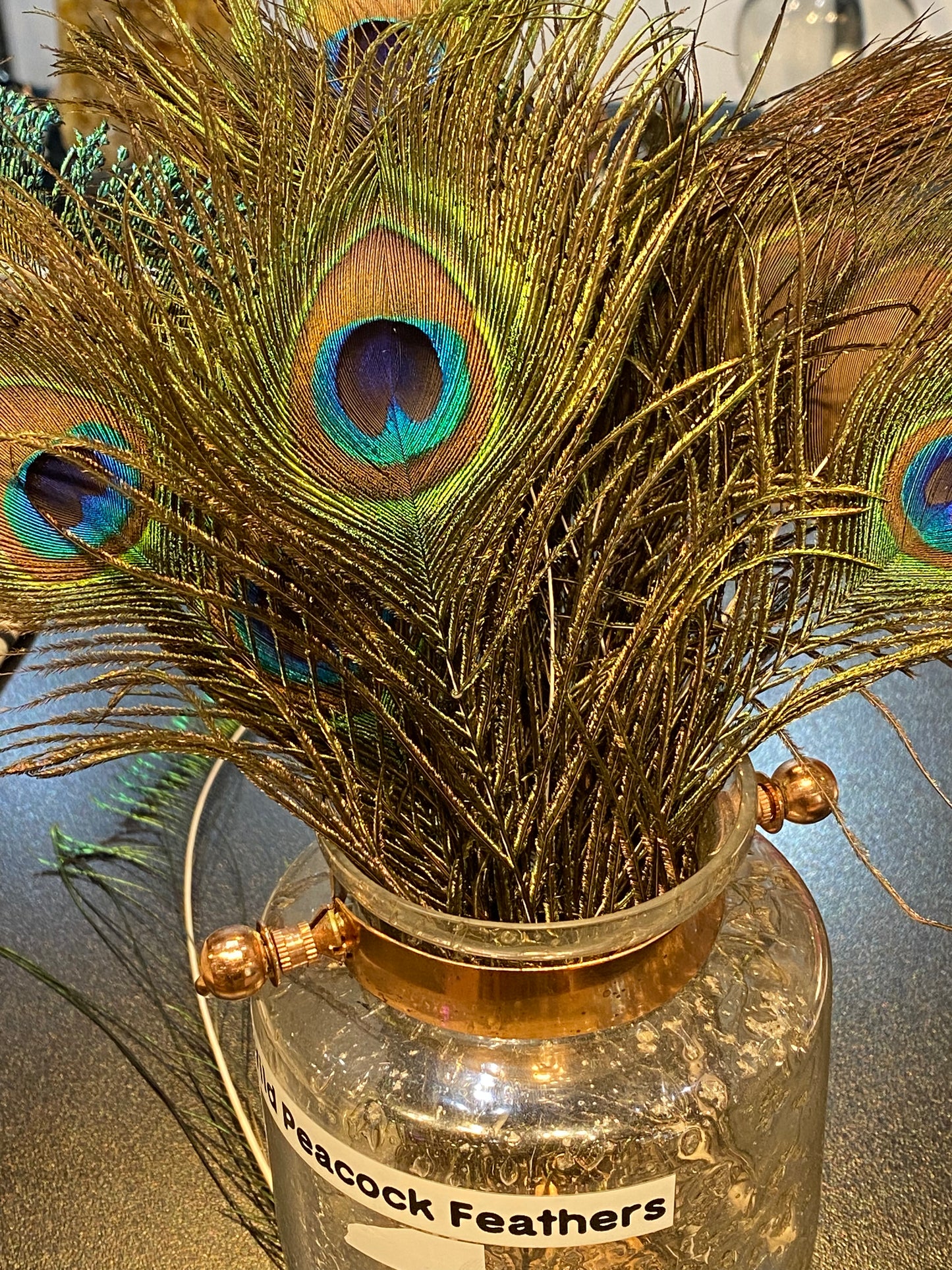 Peacock Feather
