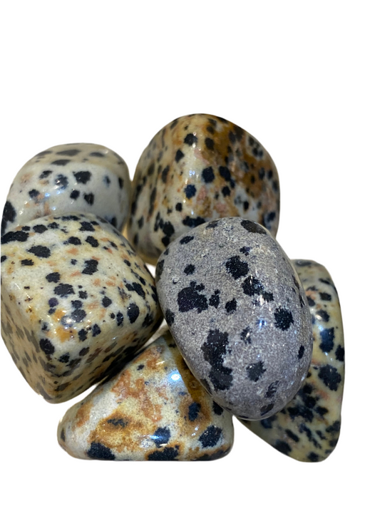 Dalmatian Jasper Stone promoting loyalty and family bonds.