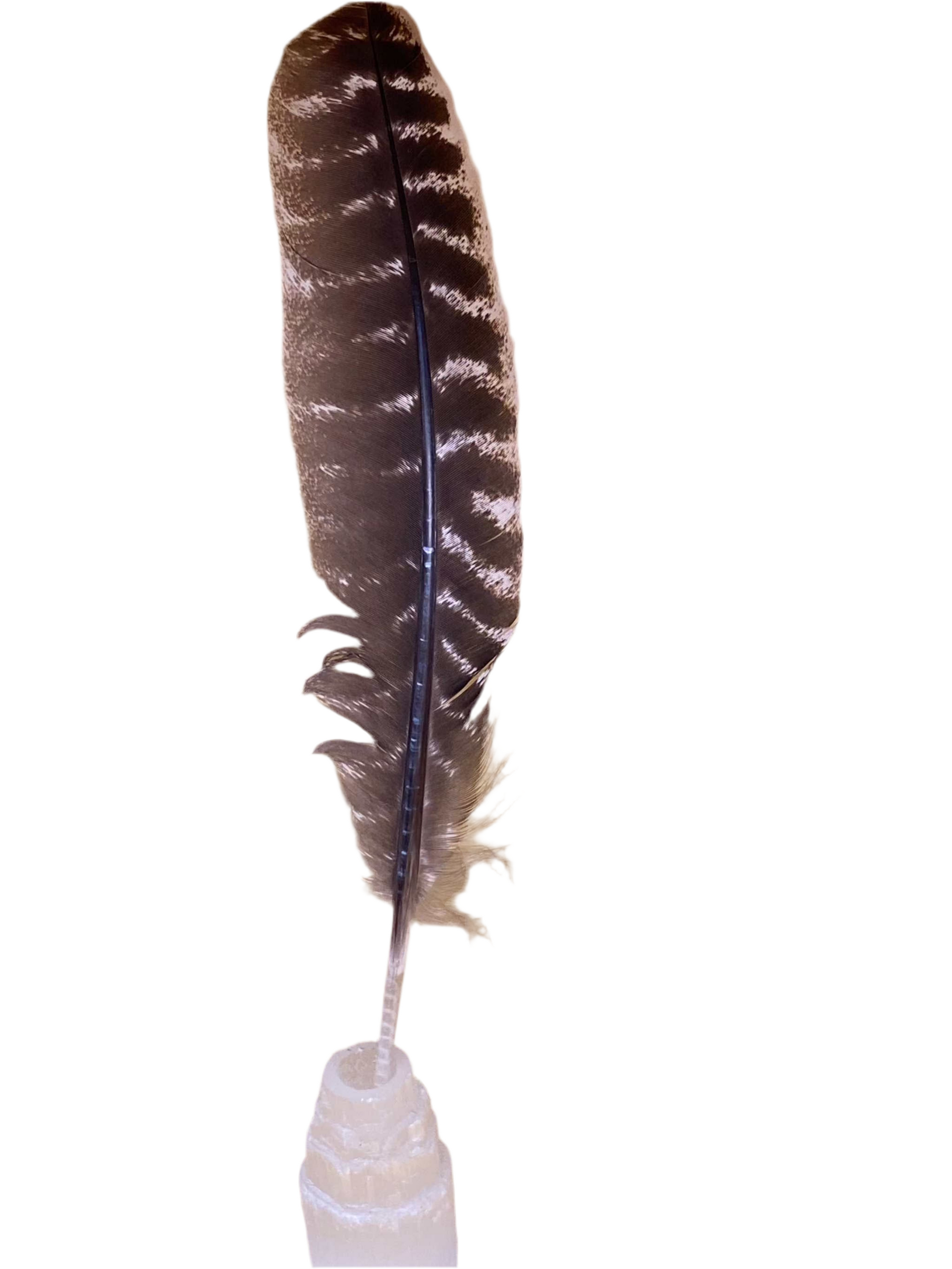 Wild Turkey Feather