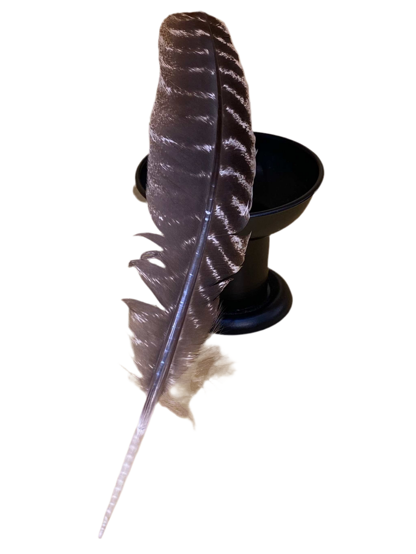 Wild Turkey Feather