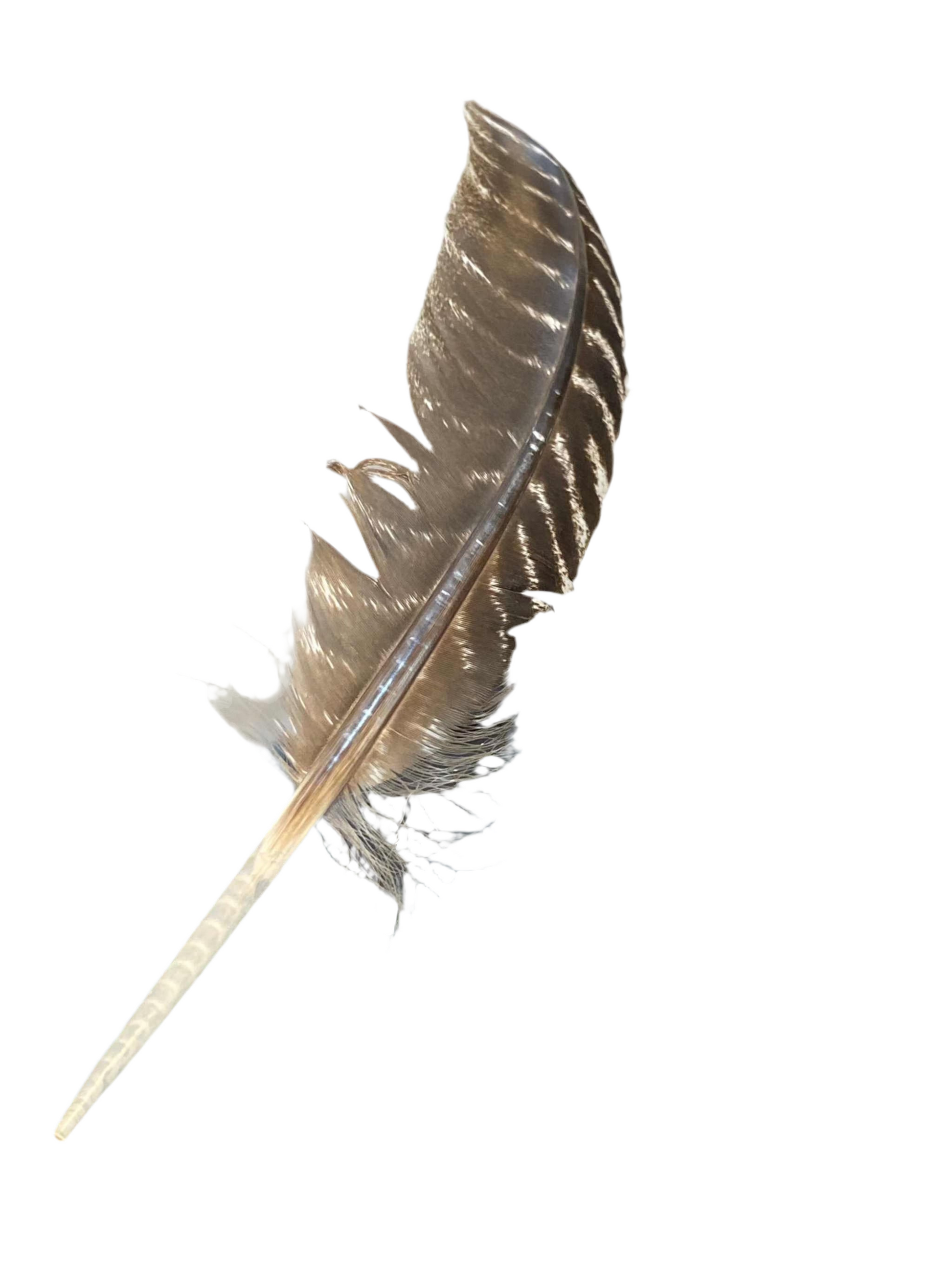 Wild Turkey Feather