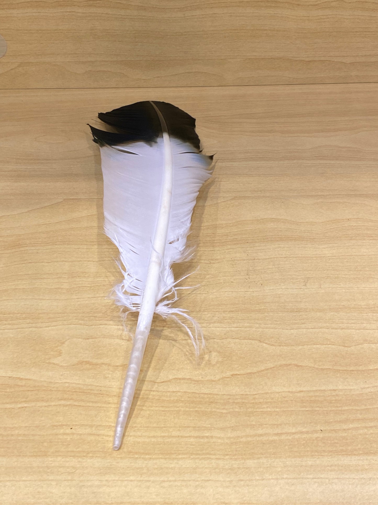 Eagle Feather Imitation (Each) Black and White