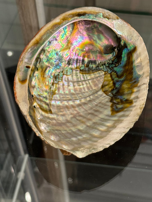 Abalone Shell (Medium)