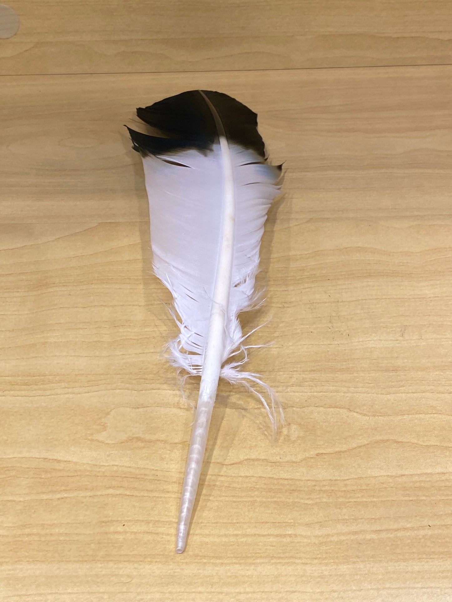 Eagle Feather Imitation (Each) Black and White
