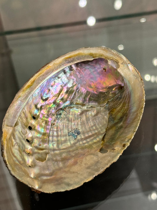 Abalone Shell Small