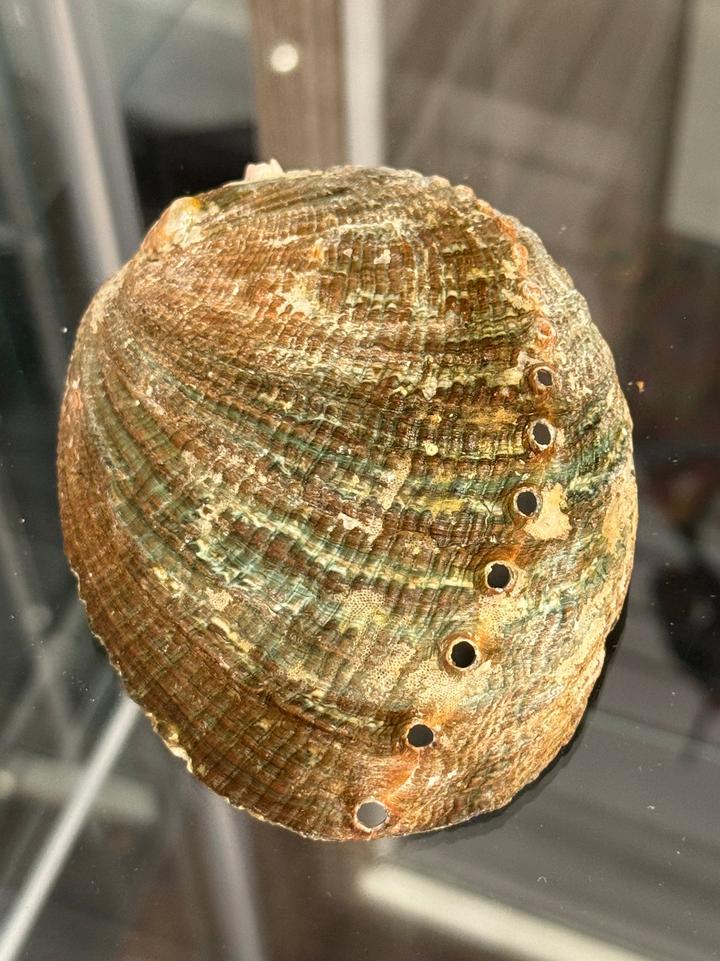 Abalone Shell Small