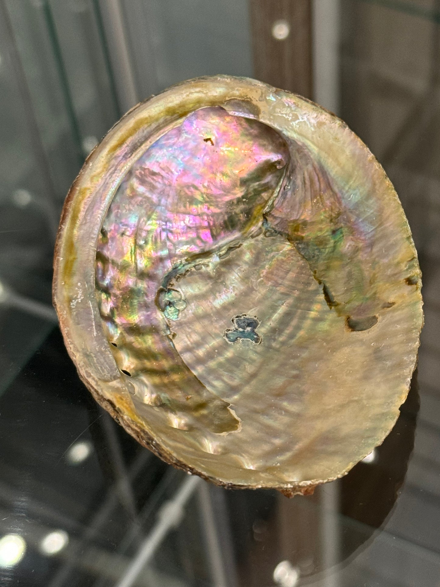Abalone Shell Small