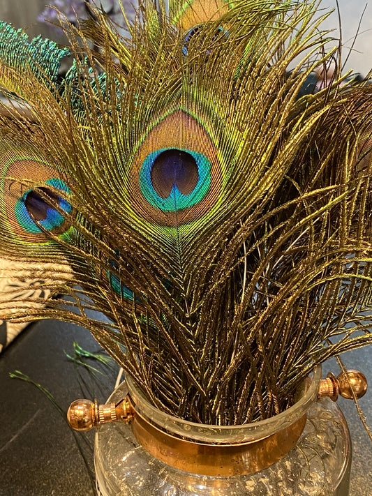 Peacock Feather