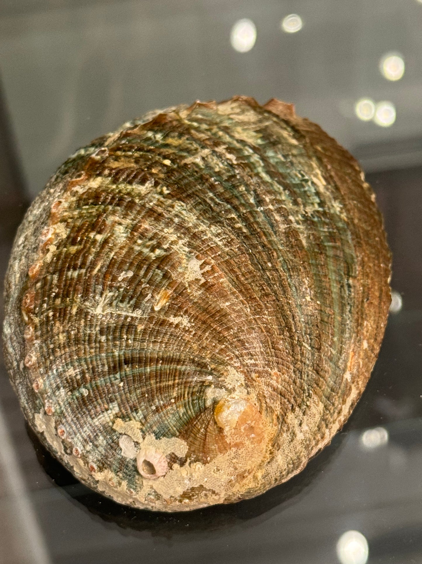 Abalone Shell Small