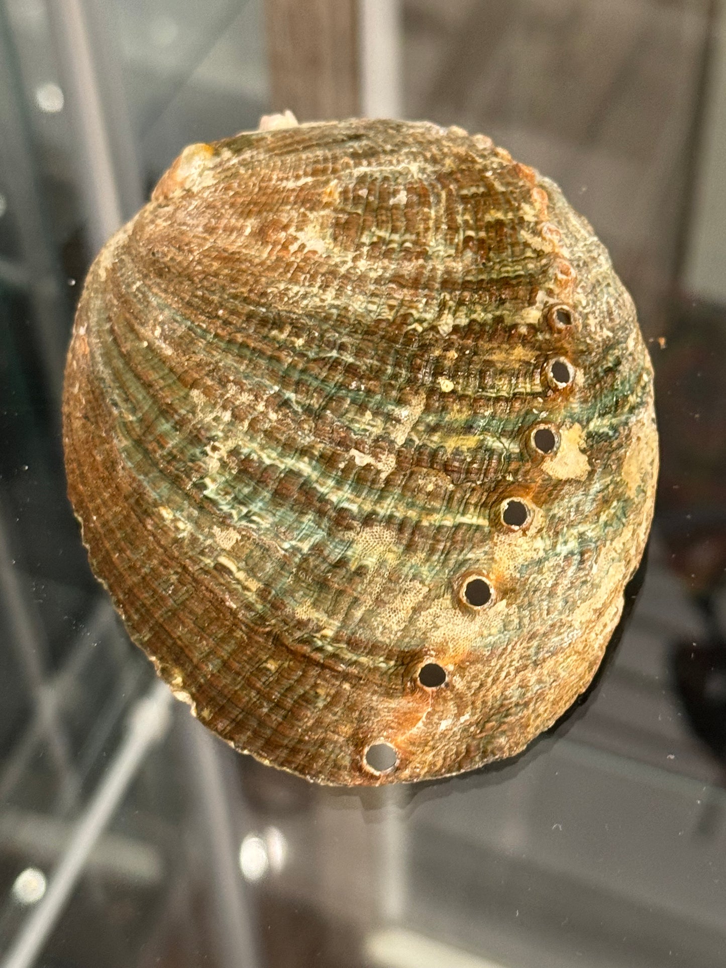 Abalone Shell Small