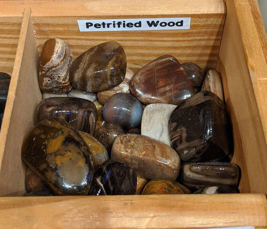Petrified Wood Tumbled Stone polished for grounding energy and stability.