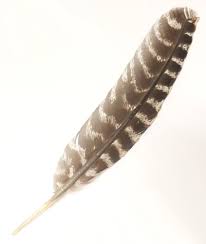 Wild Turkey Feather