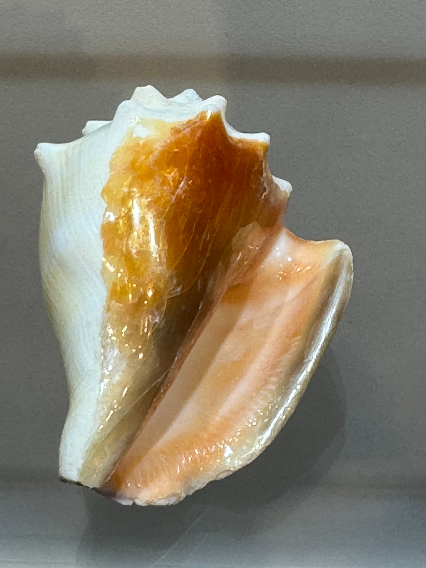 Florida Fighting Conch