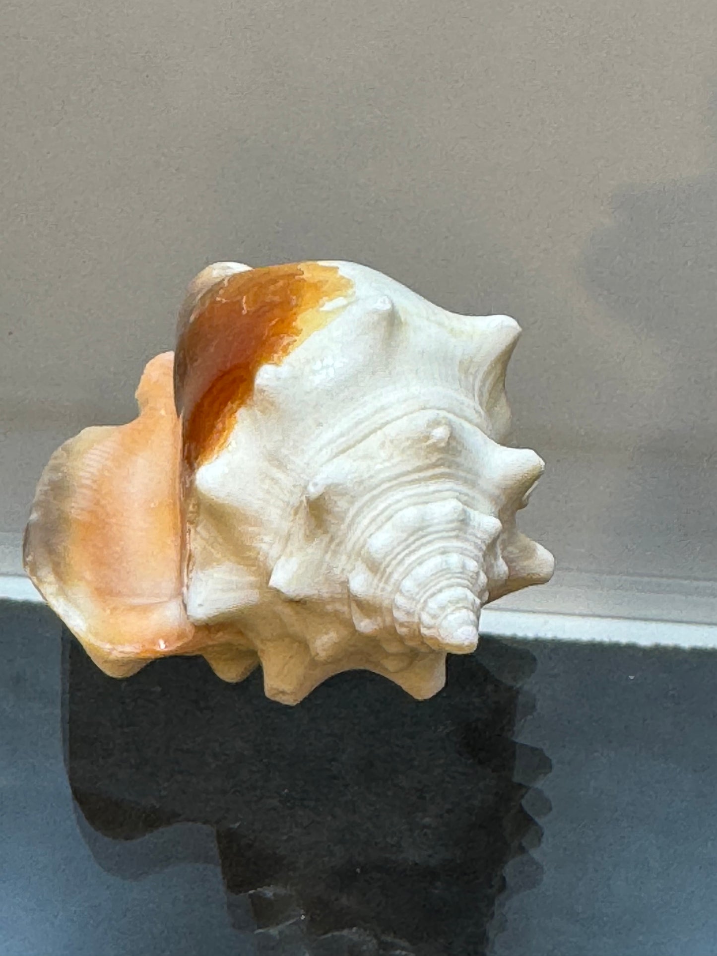 Florida Fighting Conch