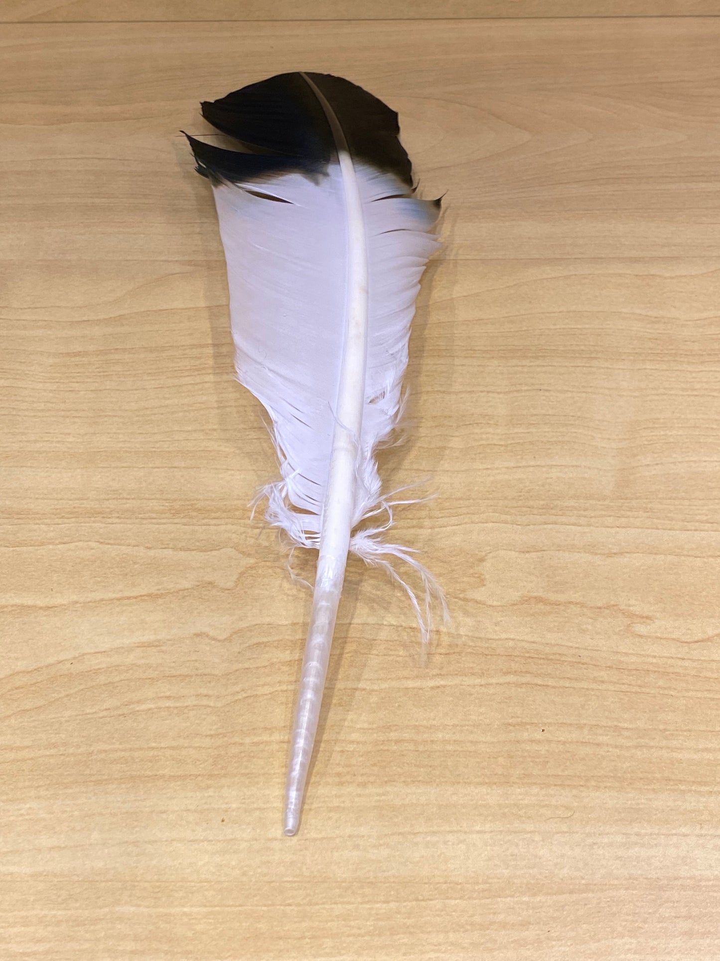 Eagle Feather Imitation (Each) Black and White