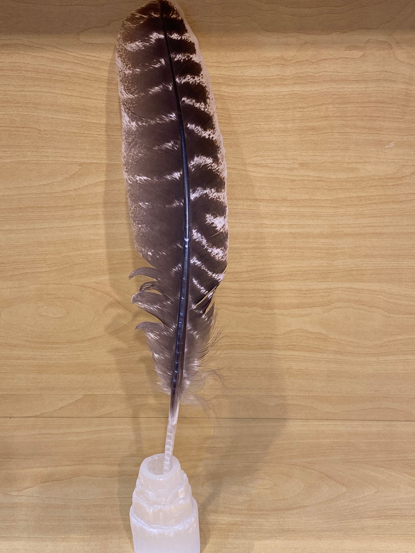 Wild Turkey Feather