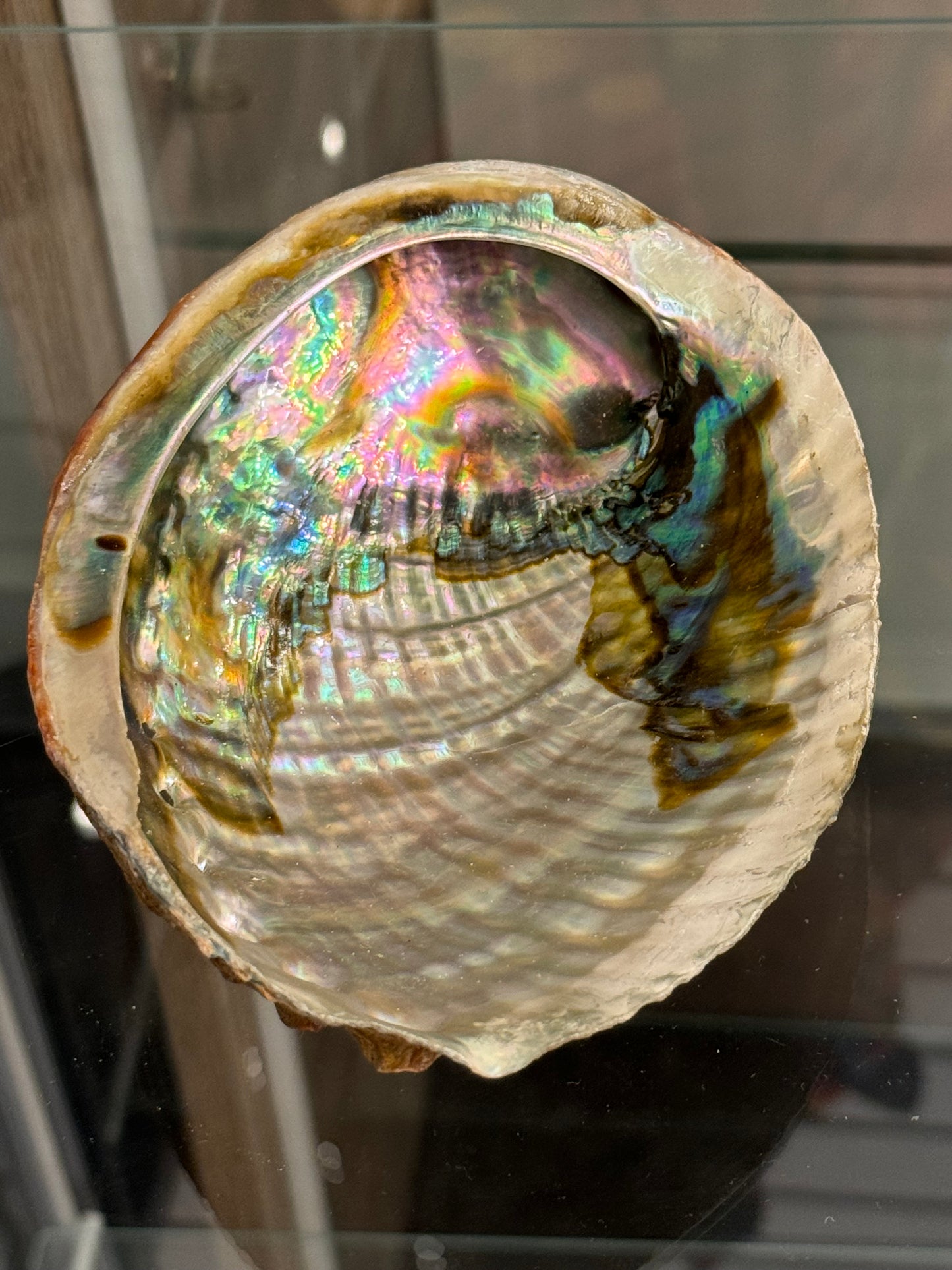 Abalone Shell (Medium)