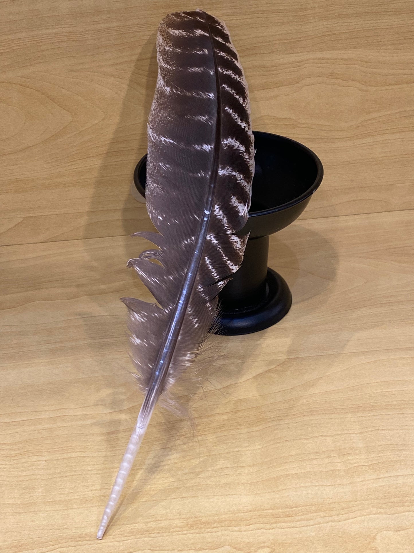 Wild Turkey Feather