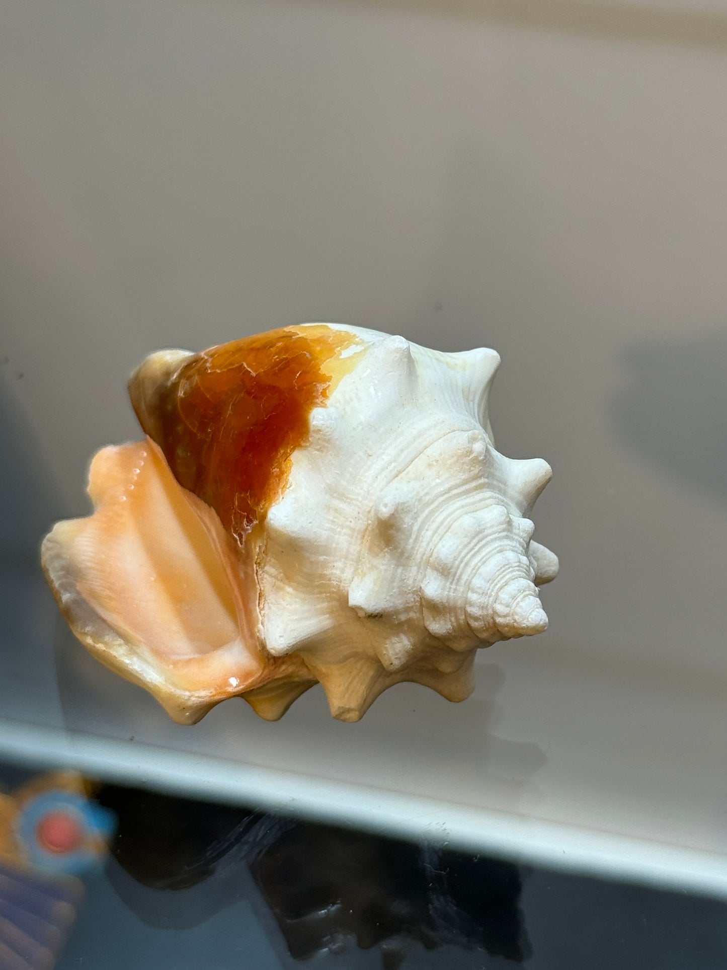 Florida Fighting Conch