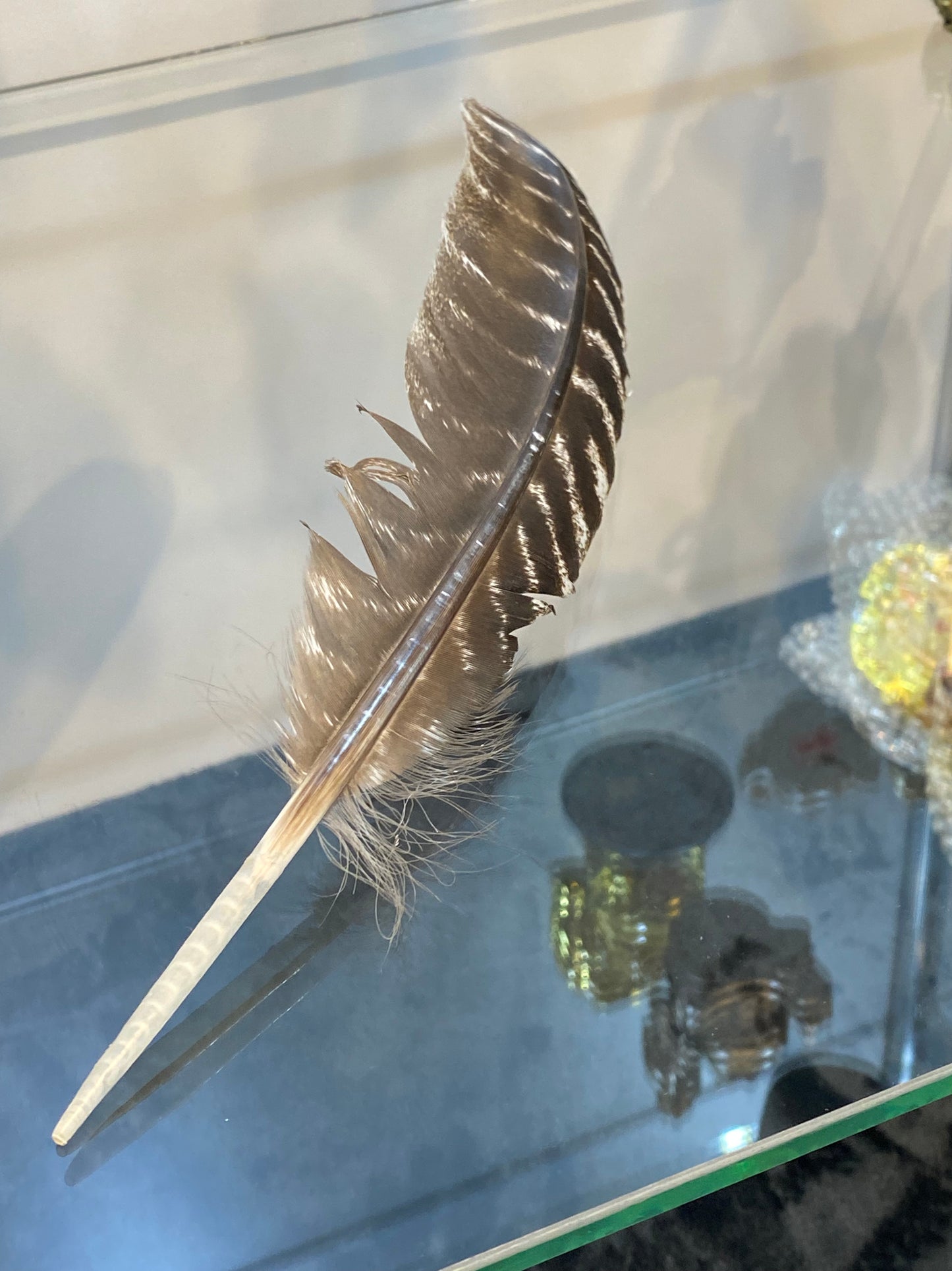 Wild Turkey Feather