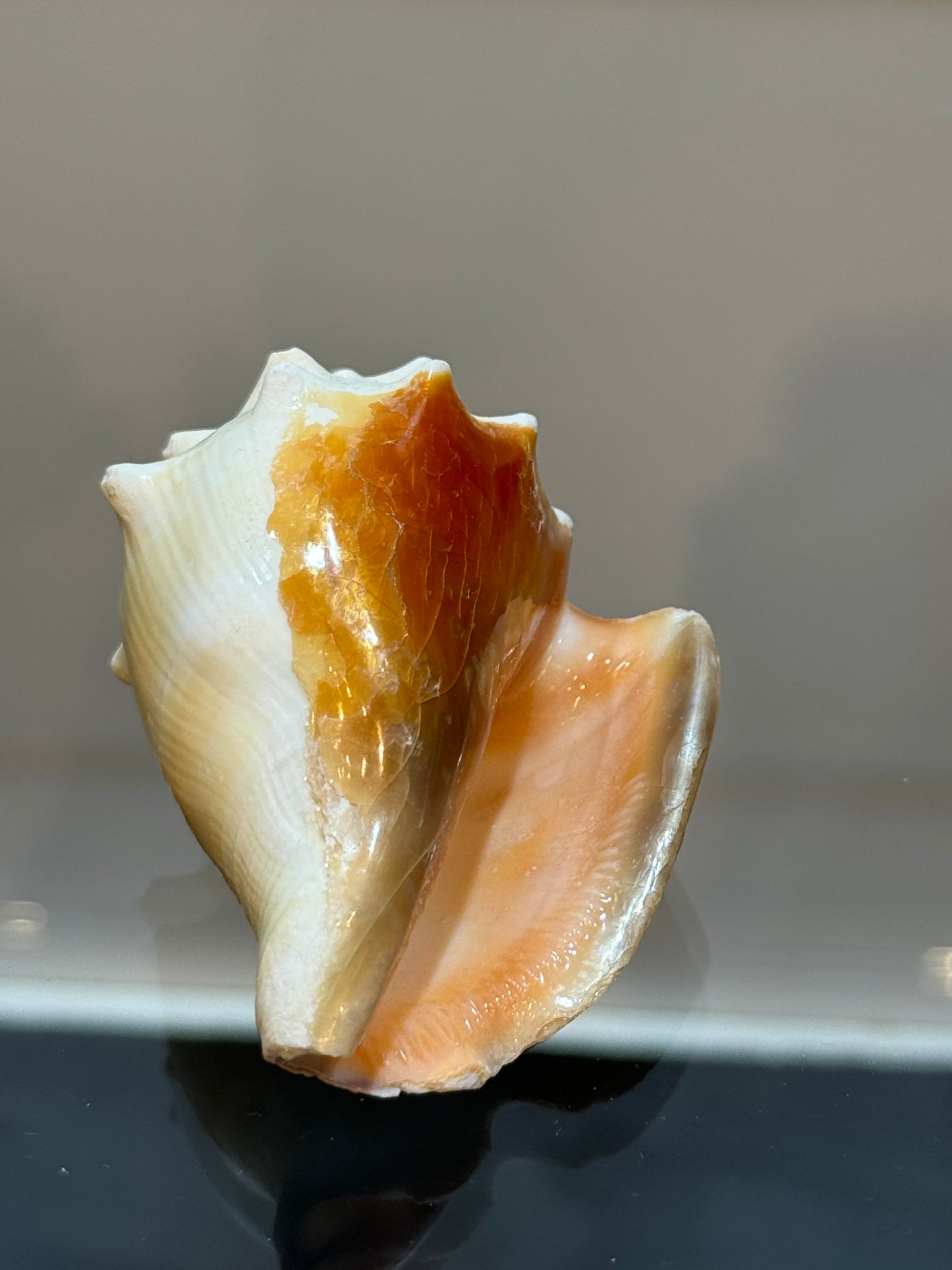 Florida Fighting Conch