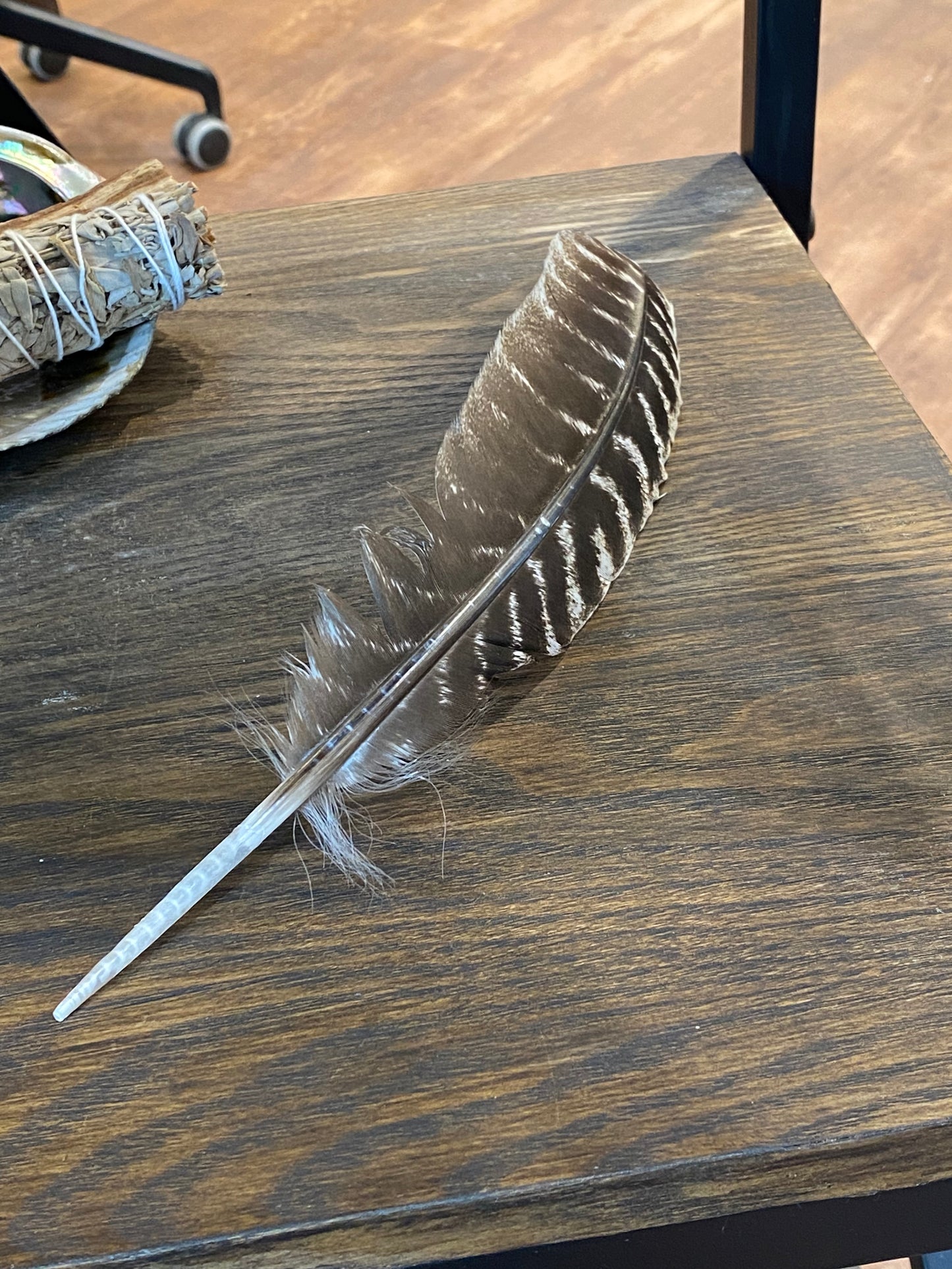 Wild Turkey Feather