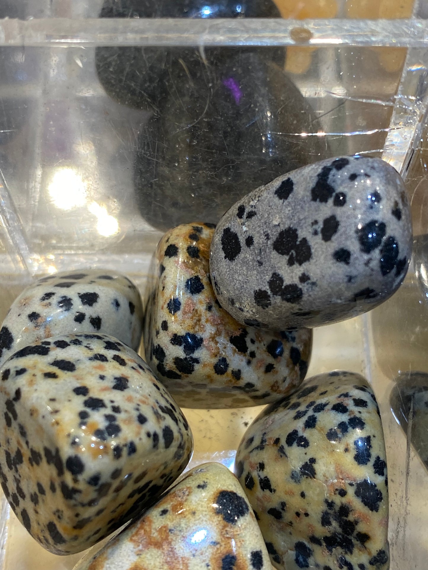 Dalmatian Jasper 1pc