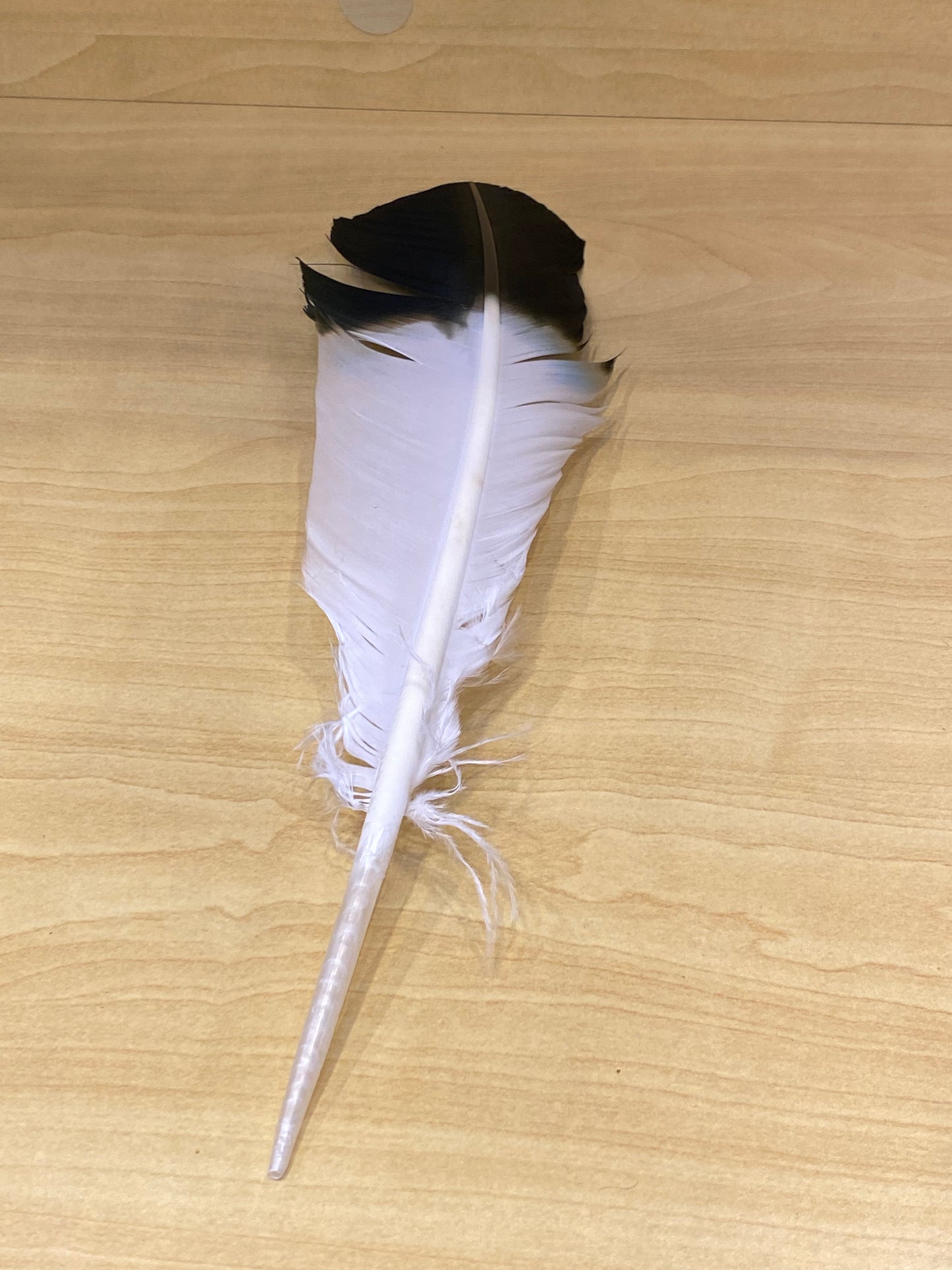 Eagle Feather Imitation (Each) Black and White