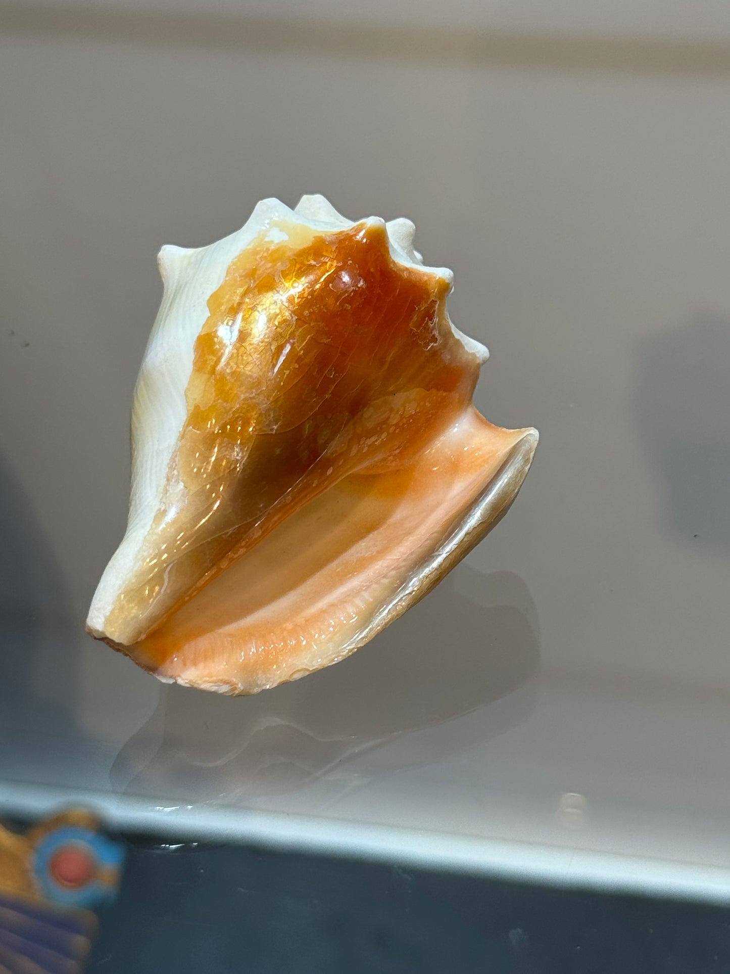 Florida Fighting Conch