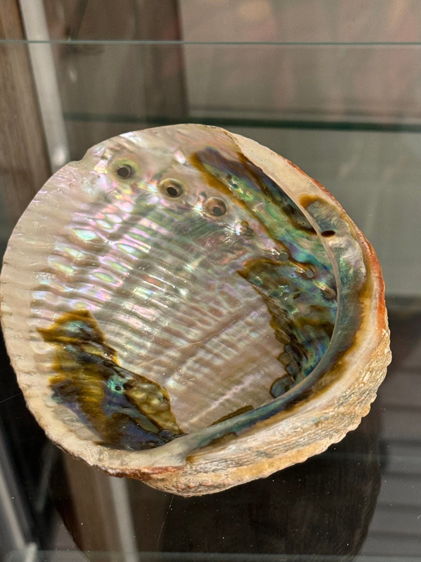 Abalone Shell (Medium)