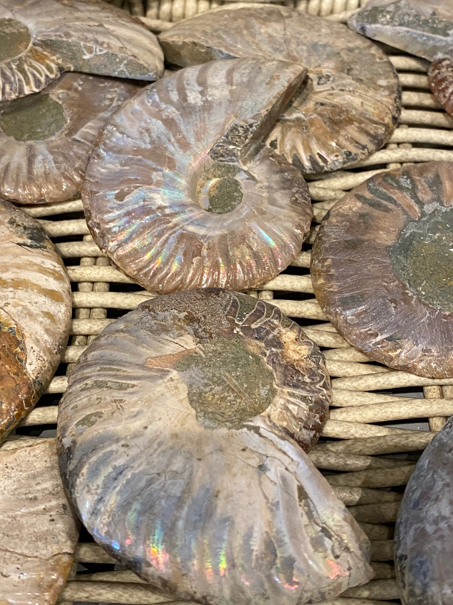 Ammonite Fossil Stone Specimen 1pc