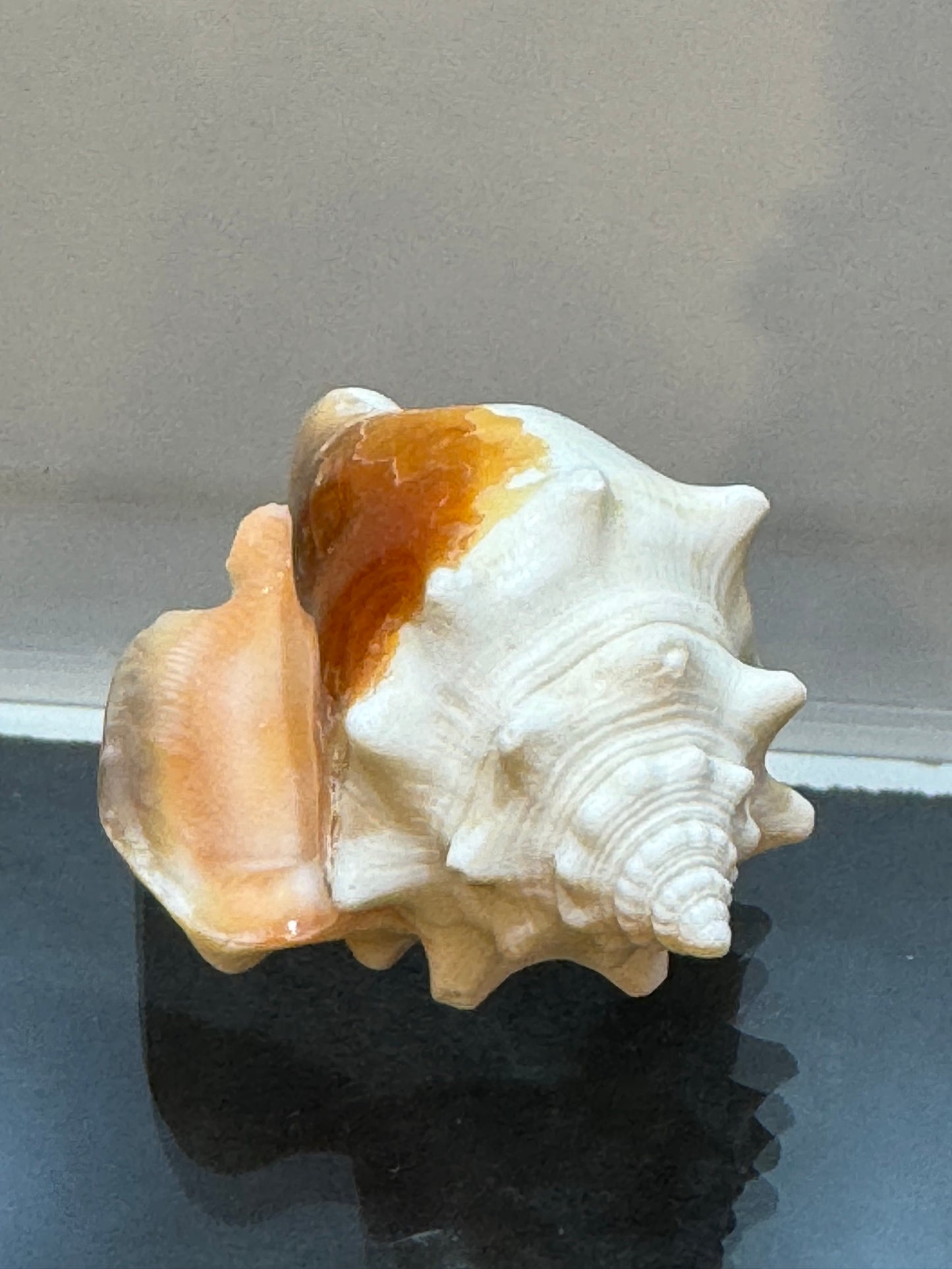 Florida Fighting Conch