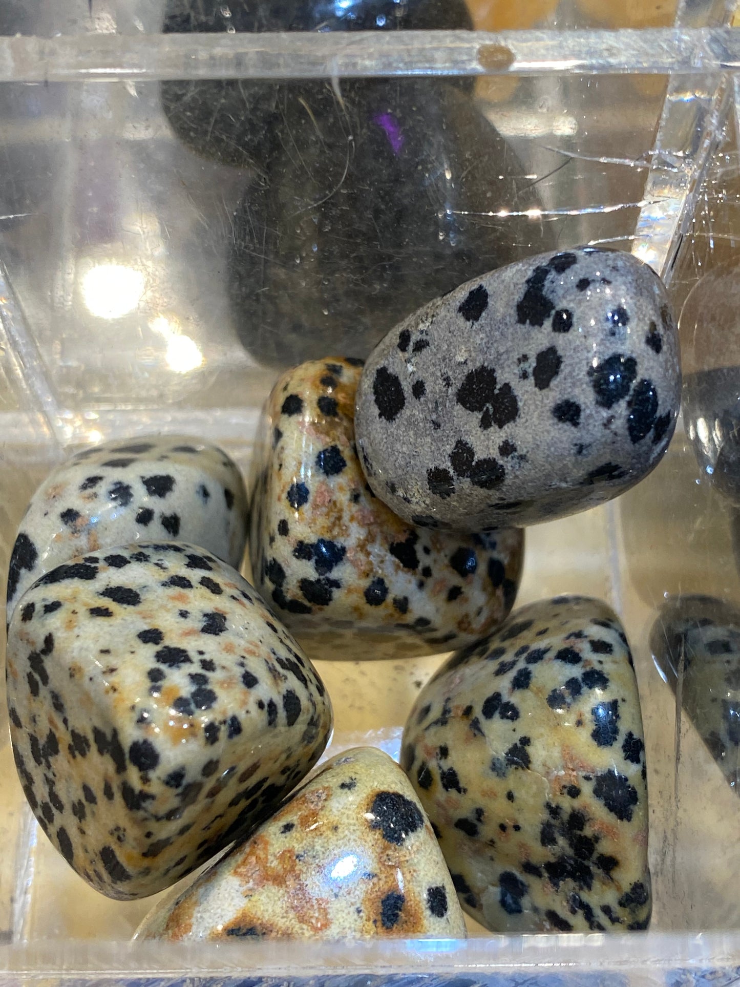 Dalmatian Jasper 1pc