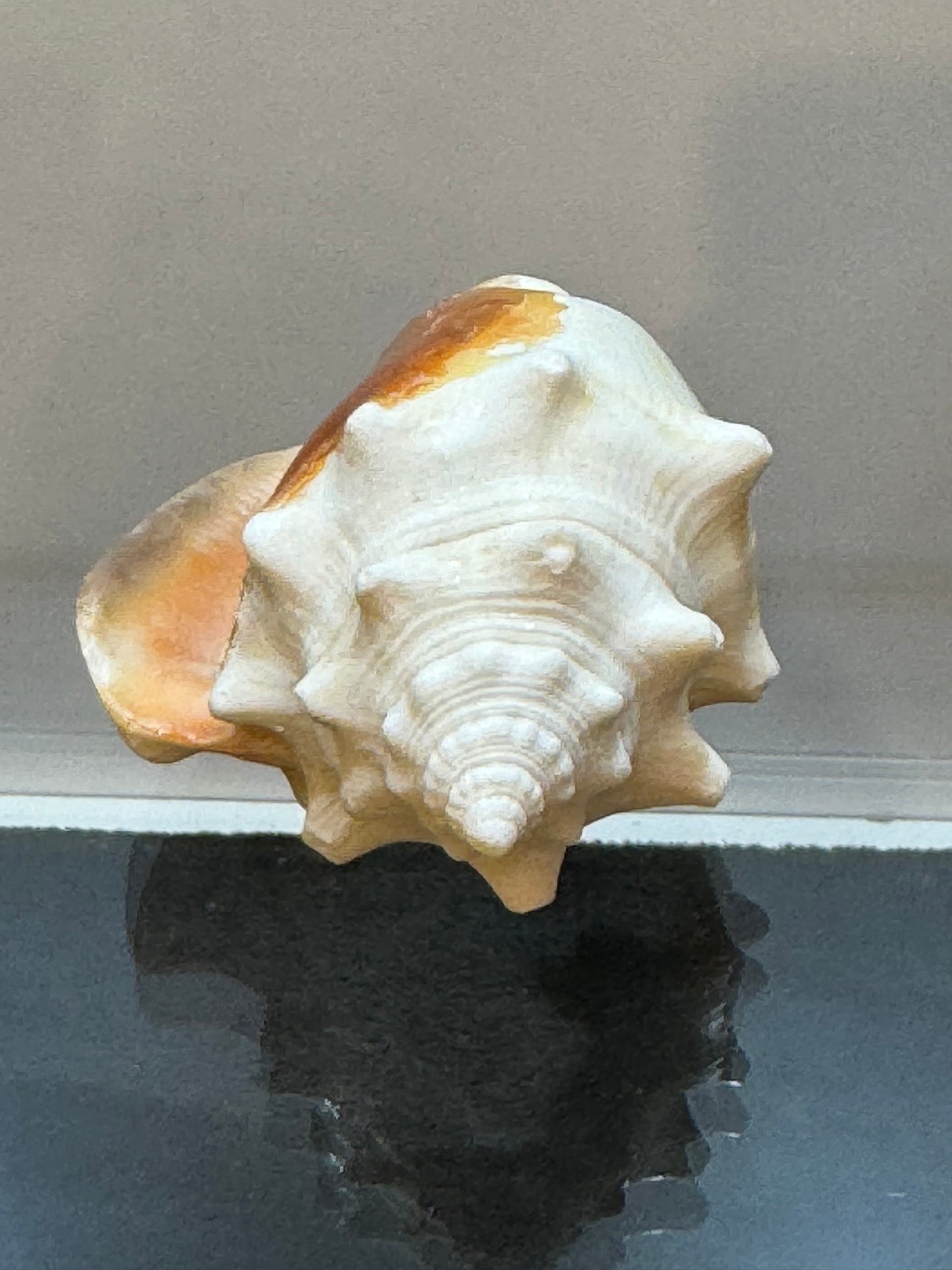 Florida Fighting Conch