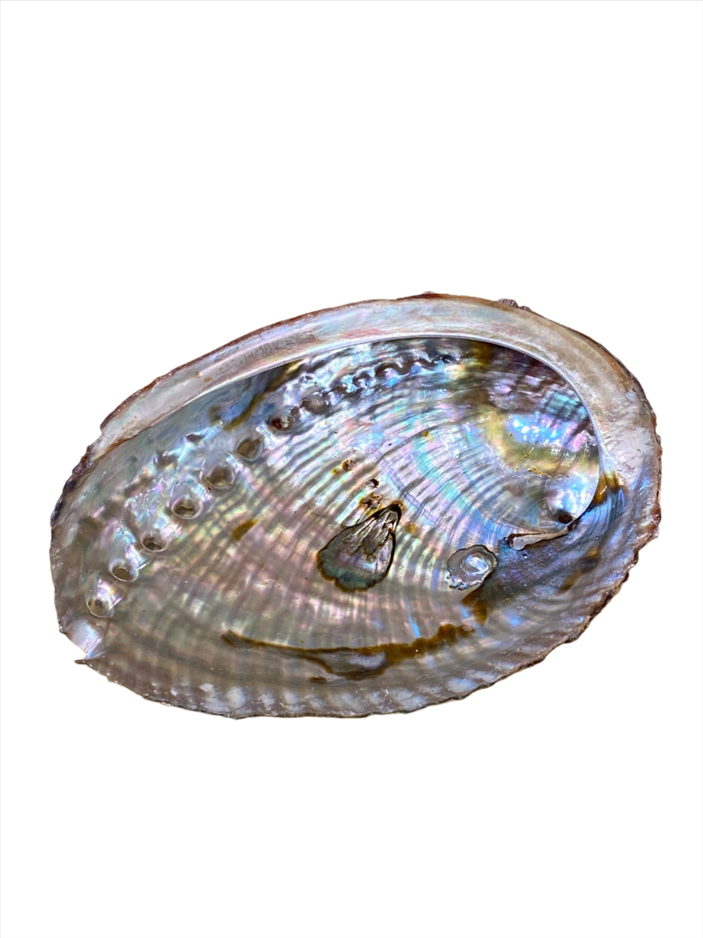 Abalone Shell Large