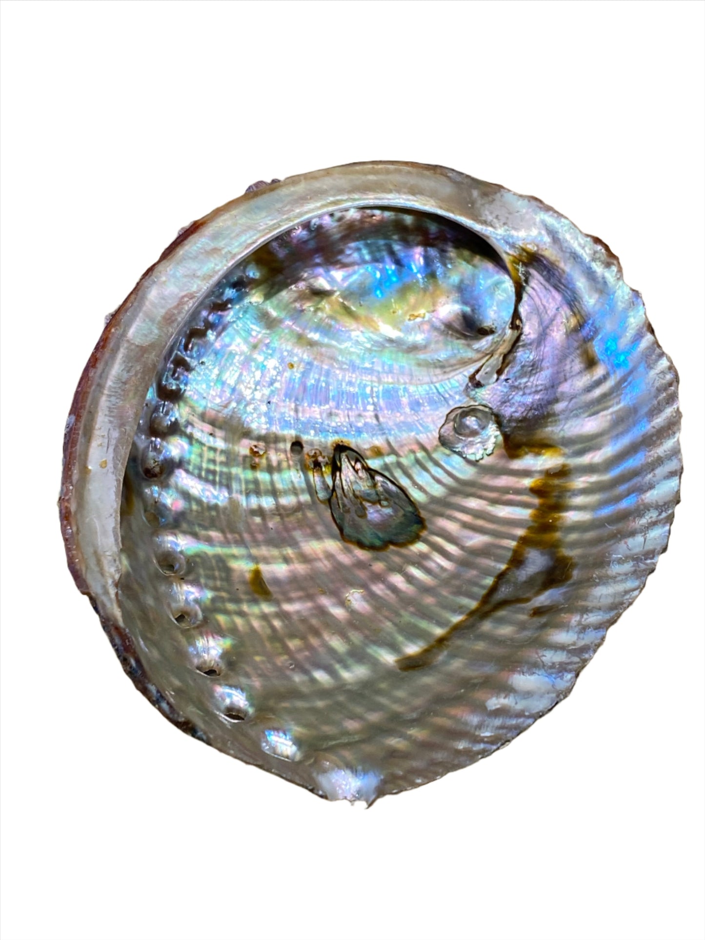 Abalone Shell Large