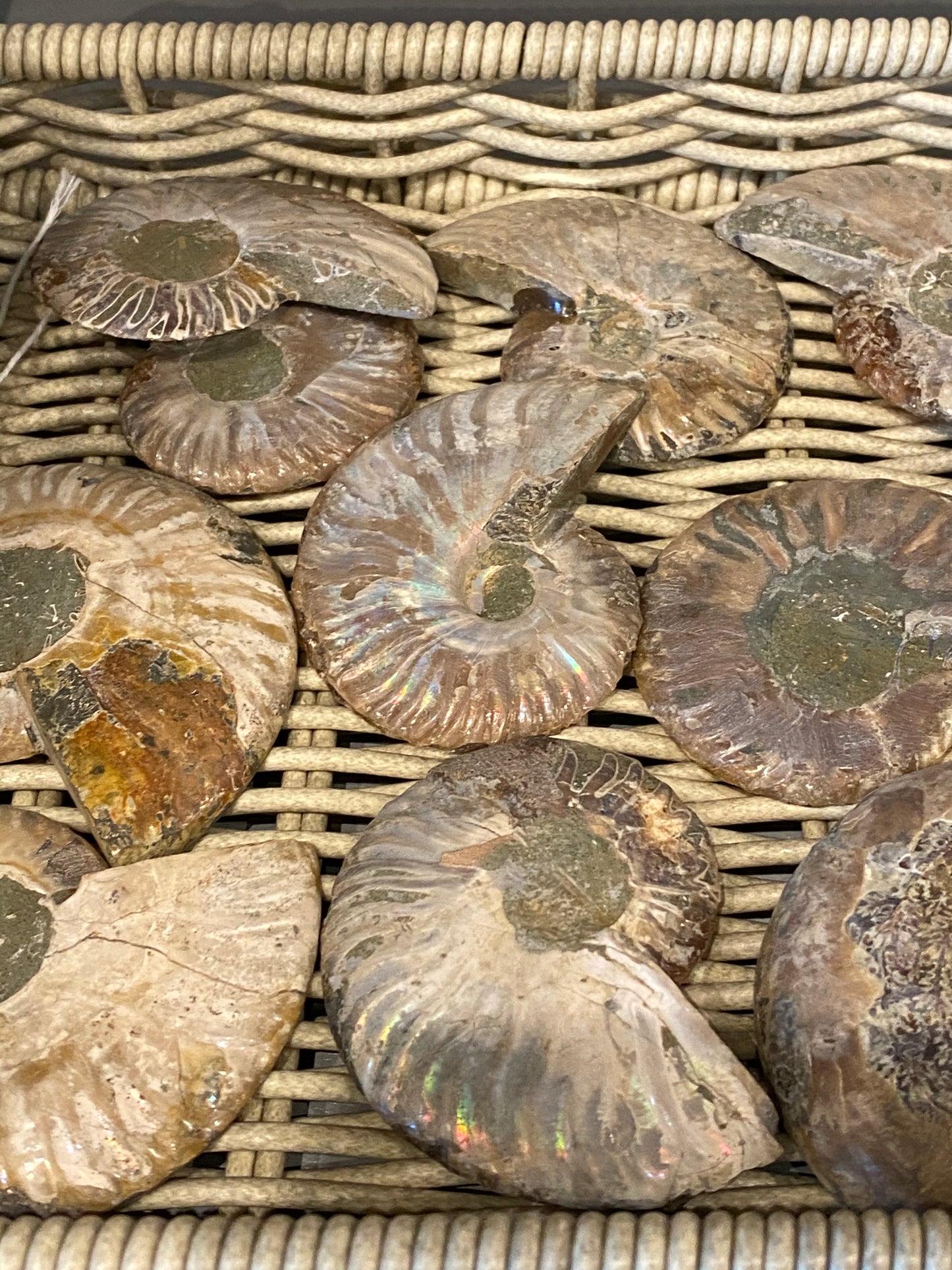 Ammonite Fossil Stone Specimen 1pc