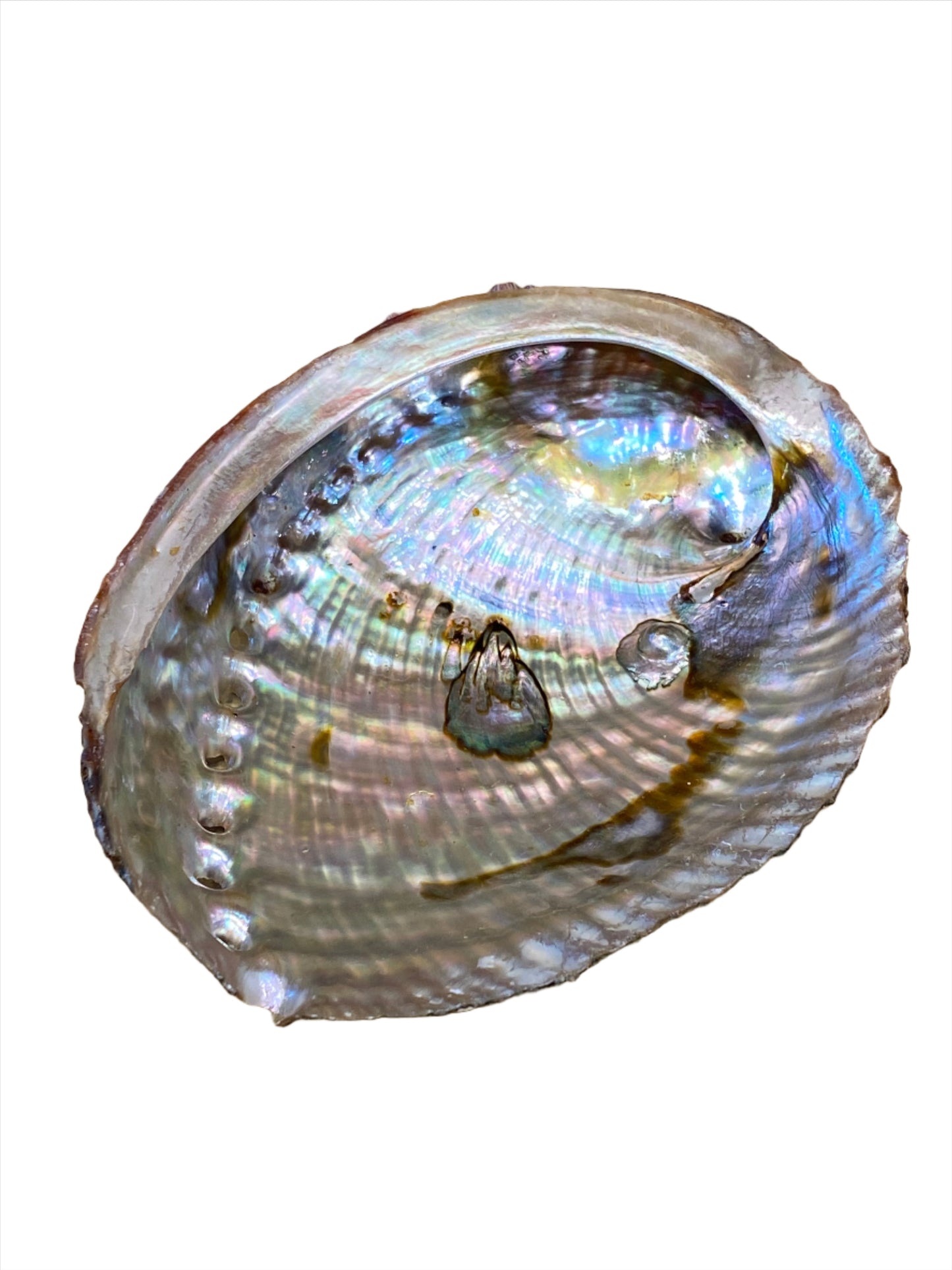 Abalone Shell Large