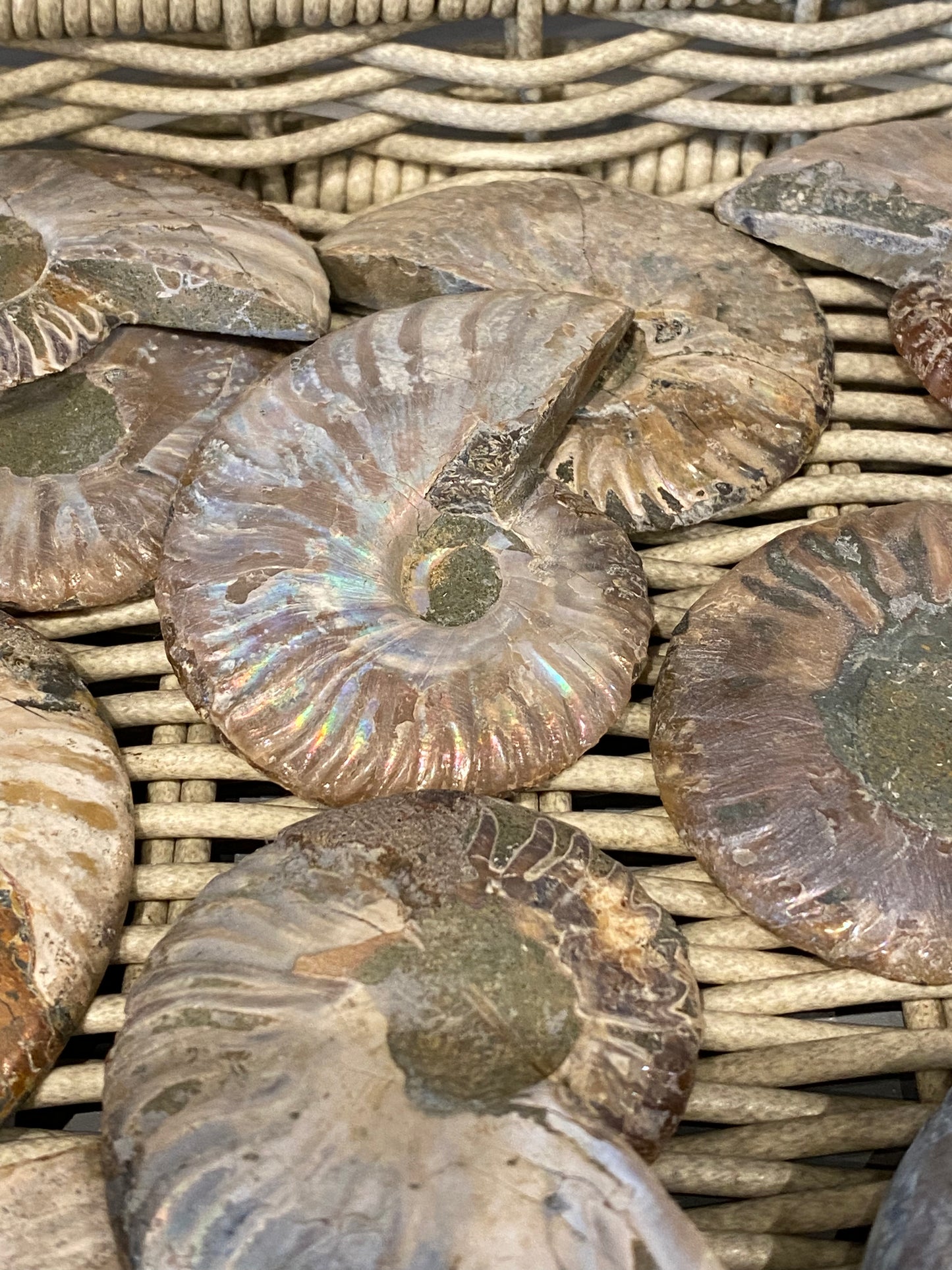 Ammonite Fossil Stone Specimen 1pc