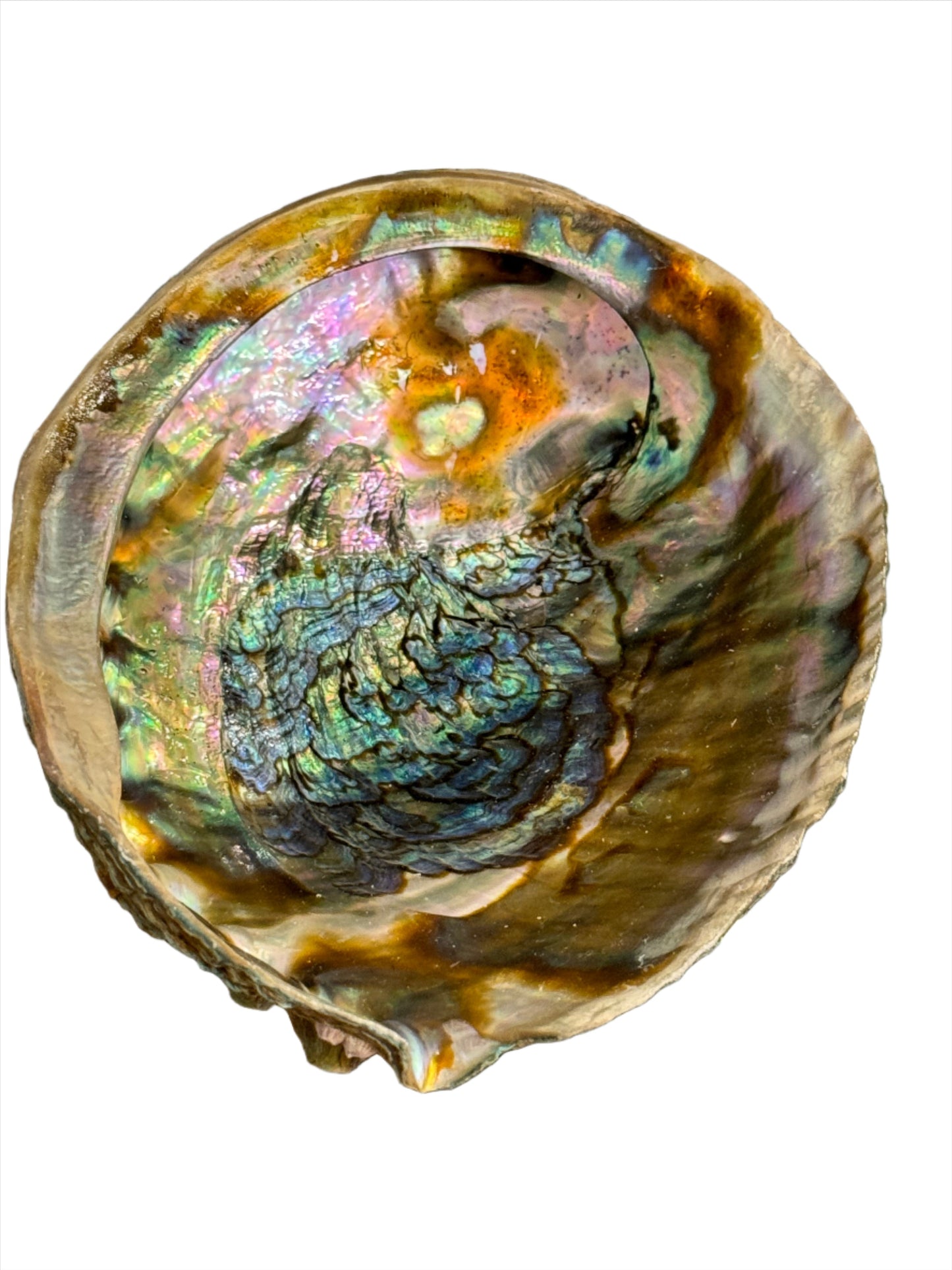 Abalone Shell Large