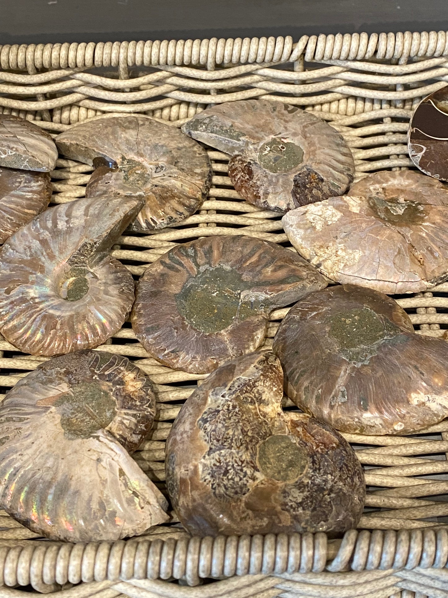 Ammonite Fossil Stone Specimen 1pc