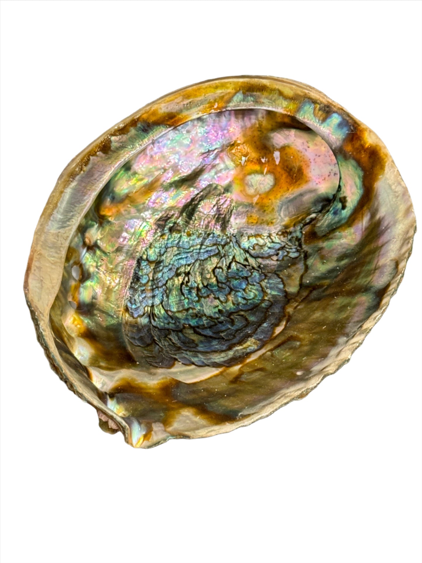 Abalone Shell Large