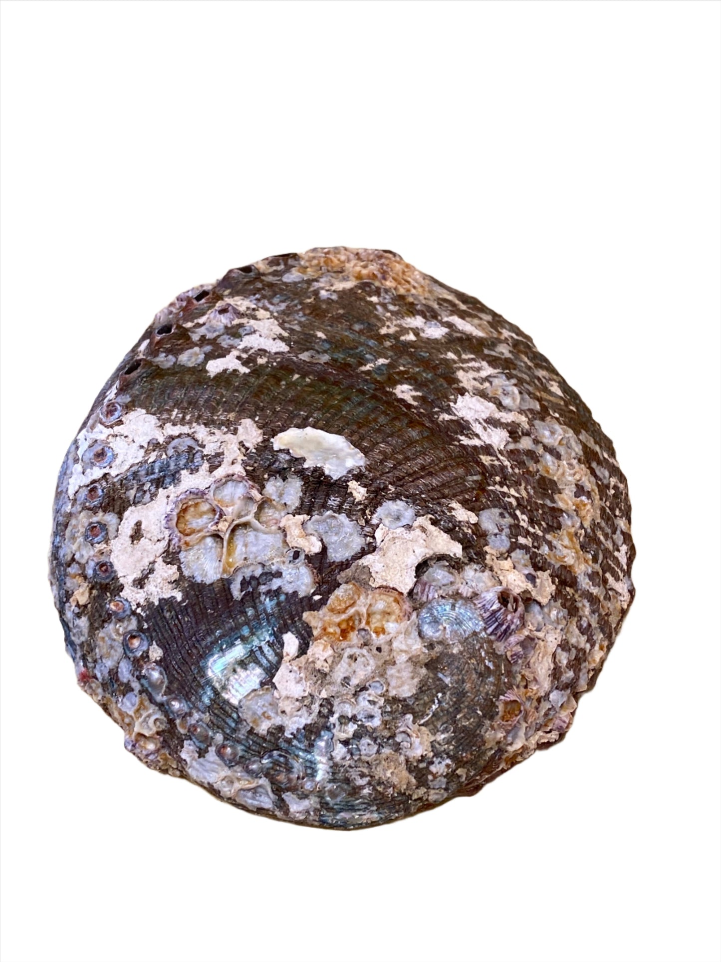 Abalone Shell Large